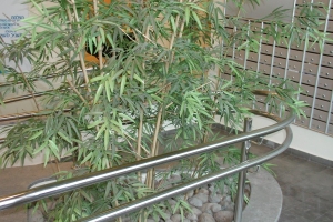 תמונות 174 תמונות 174